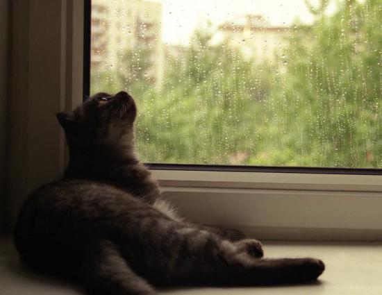【Rain】雨の動物画像を貼っていく_2.0282409603652E+31