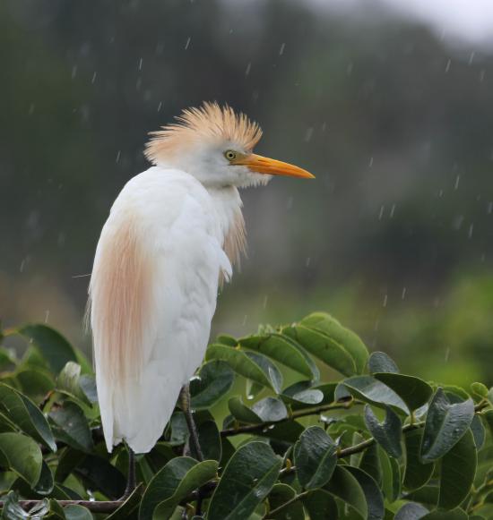 【Rain】雨の動物画像を貼っていく_8.1129638414607E+31