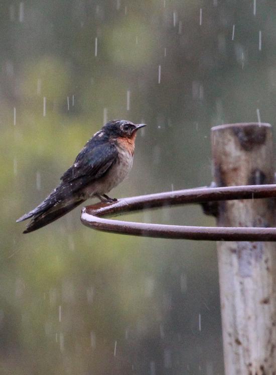 【Rain】雨の動物画像を貼っていく_1.6225927682921E+32