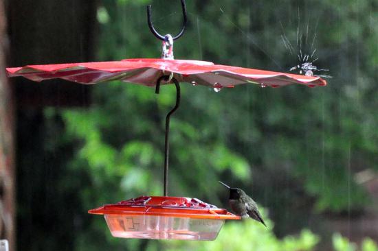 【Rain】雨の動物画像を貼っていく_6.4903710731685E+32