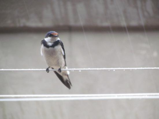 【Rain】雨の動物画像を貼っていく_1.2980742146337E+33