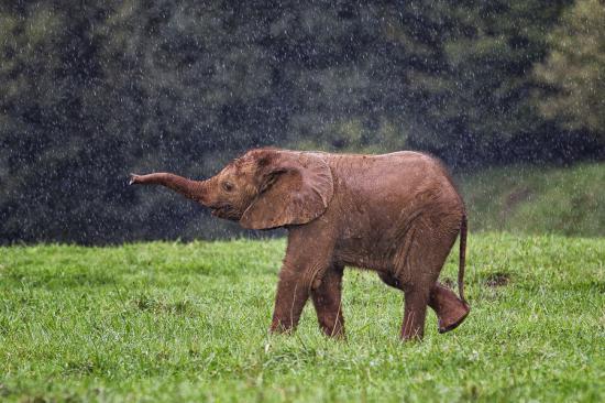 【Rain】雨の動物画像を貼っていく_2.5961484292674E+33