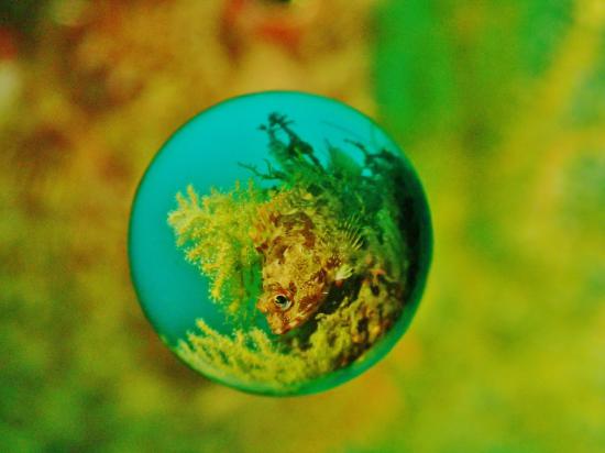 水中宙玉写真が、撮りたまったから晒す。_67108863