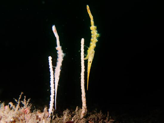 水中宙玉写真が、撮りたまったから晒す。_2147483647