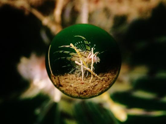 水中宙玉写真が、撮りたまったから晒す。_8589934591