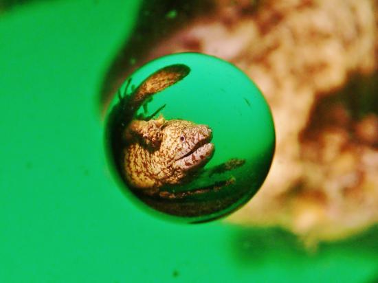 水中宙玉写真が、撮りたまったから晒す。_68719476735