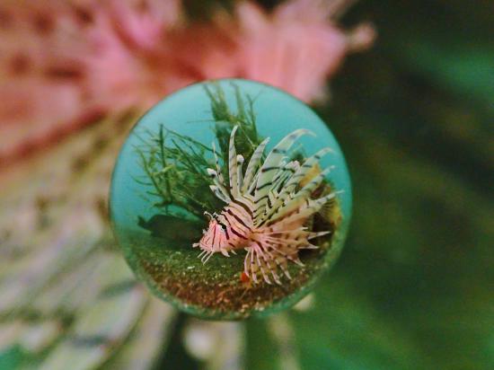 水中宙玉写真が、撮りたまったから晒す。_2199023255551