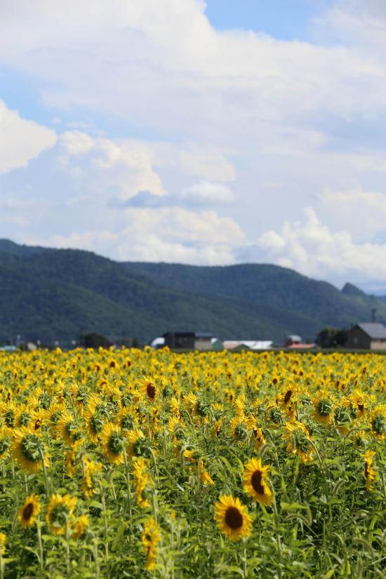 北海道に行ってきたから写真うpするスレ_8589934591