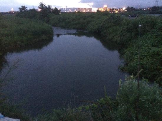 ウナギ釣りしに川来た_65535