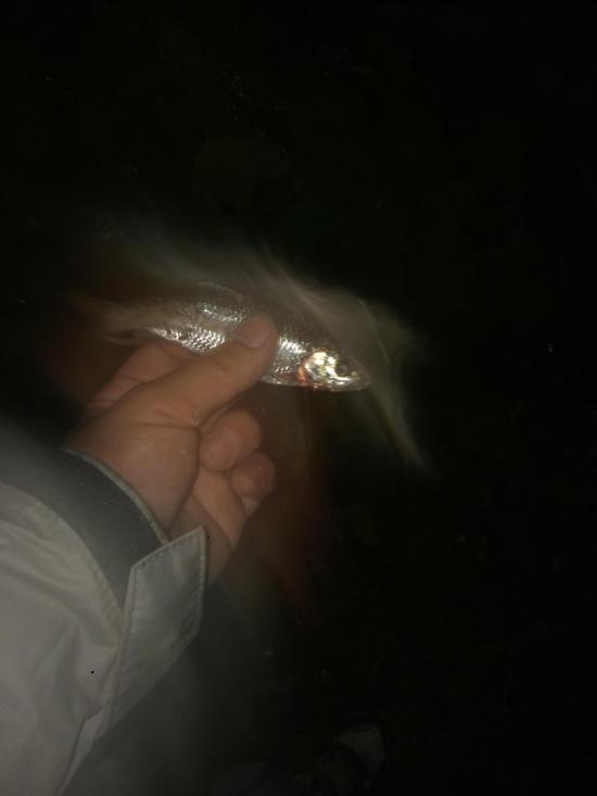 ウナギ釣りしに川来た_524287