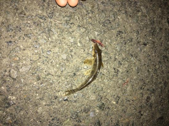 ウナギ釣りしに川来た_1048575