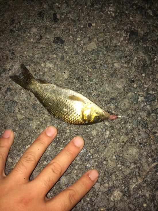 ウナギ釣りしに川来た_8388607