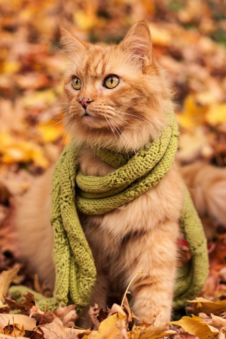 【枯葉】秋の動物画像を貼っていく_274877906943