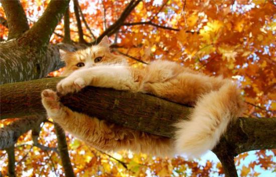 【枯葉】秋の動物画像を貼っていく_2199023255551