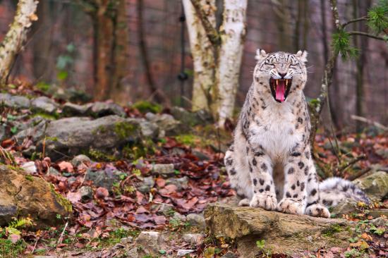 【枯葉】秋の動物画像を貼っていく_4398046511103