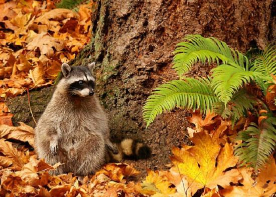 【枯葉】秋の動物画像を貼っていく_35184372088831