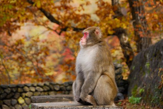 【枯葉】秋の動物画像を貼っていく_70368744177663