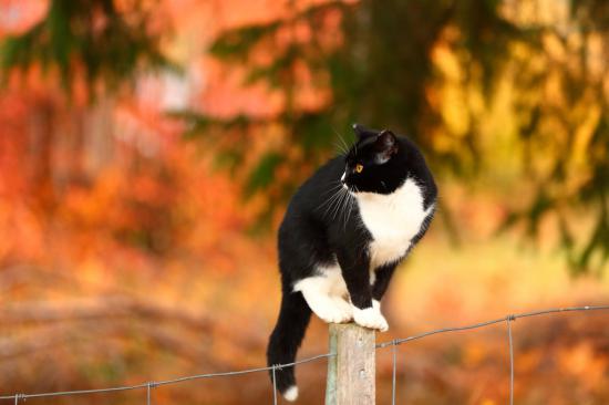 【枯葉】秋の動物画像を貼っていく_9007199254740991