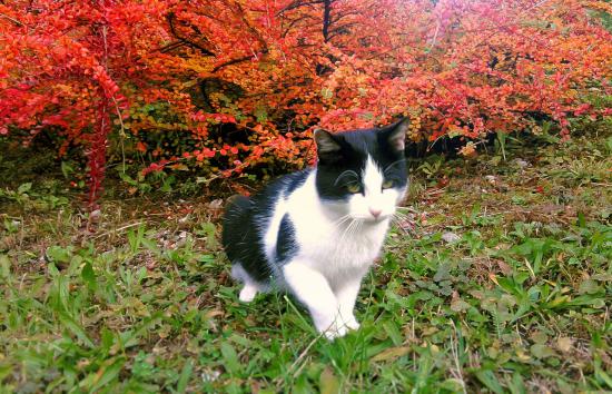 【枯葉】秋の動物画像を貼っていく_1152921504606846975
