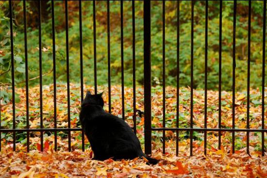 【枯葉】秋の動物画像を貼っていく_1.5111572745183E+23