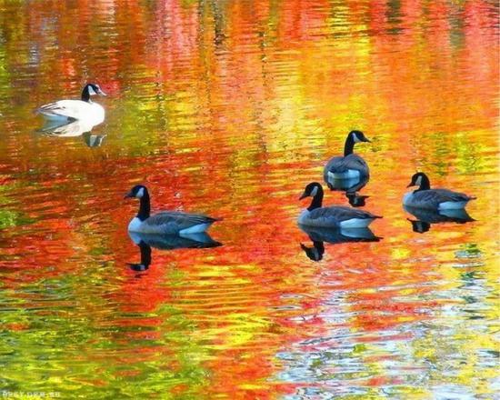 【枯葉】秋の動物画像を貼っていく_4.8357032784585E+24