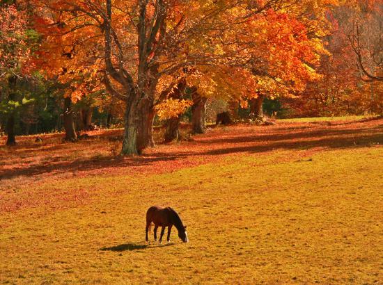 【枯葉】秋の動物画像を貼っていく_3.8685626227668E+25