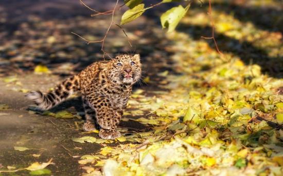 【枯葉】秋の動物画像を貼っていく_3.0948500982135E+26