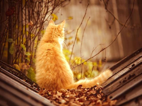 【枯葉】秋の動物画像を貼っていく_2.4758800785708E+27