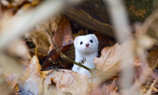 【枯葉】秋の動物画像を貼っていく_9.903520314283E+27