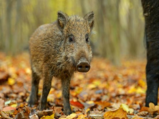 【枯葉】秋の動物画像を貼っていく_4.0564819207303E+31
