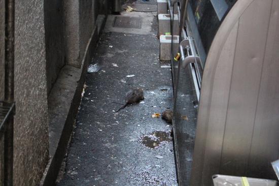 【サイバーパンク】歌舞伎町の路地裏の写真貼ってく【禁断の現場に行ってきた!!】_2.4178516392293E+24