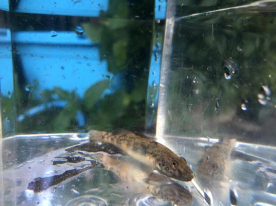 今日バス釣り行ってきたんだけどザリガニめっちゃ捕れたわ_131071