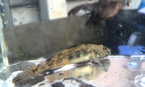 今日バス釣り行ってきたんだけどザリガニめっちゃ捕れたわ_262143