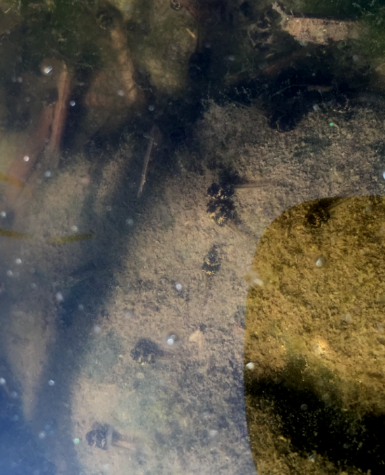 今日バス釣り行ってきたんだけどザリガニめっちゃ捕れたわ_1048575