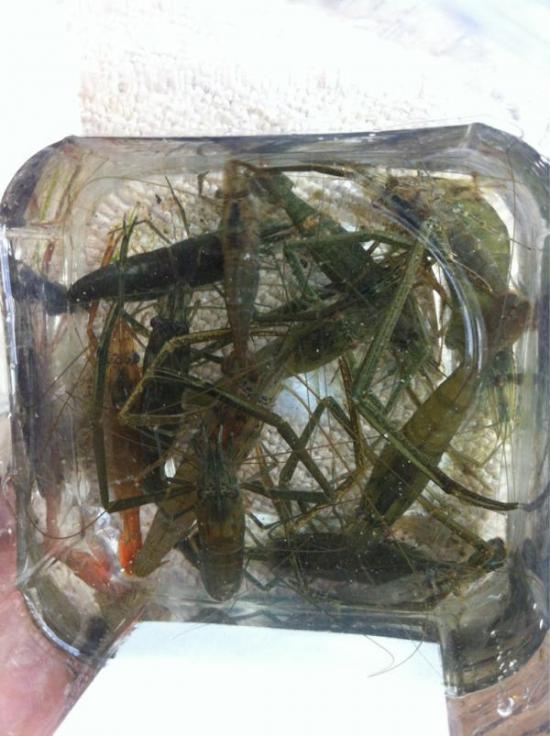 今日バス釣り行ってきたんだけどザリガニめっちゃ捕れたわ_16777215