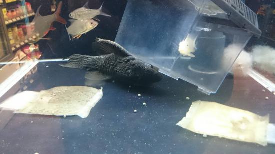 今日バス釣り行ってきたんだけどザリガニめっちゃ捕れたわ_268435455