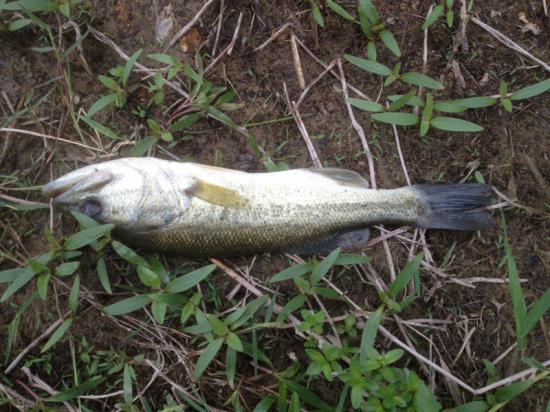 またバス釣り行って来たよ 釣りの話をしよう!_255