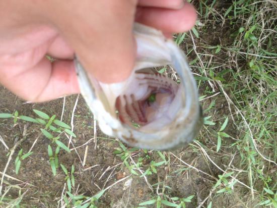 またバス釣り行って来たよ 釣りの話をしよう!_511