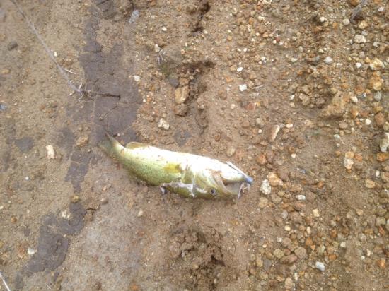またバス釣り行って来たよ 釣りの話をしよう!_65535