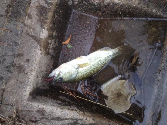 またバス釣り行って来たよ 釣りの話をしよう!_131071