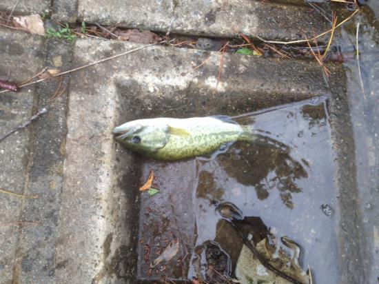 またバス釣り行って来たよ 釣りの話をしよう!_262143