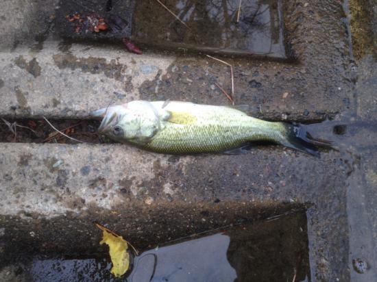 またバス釣り行って来たよ 釣りの話をしよう!_524287