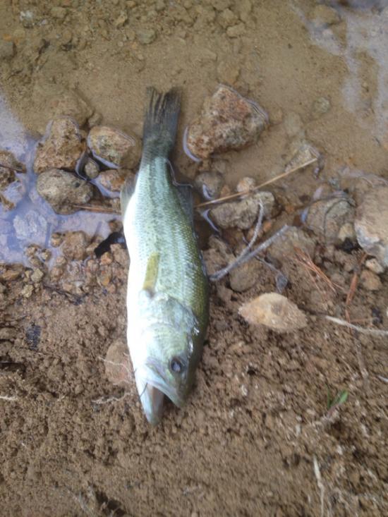 またバス釣り行って来たよ 釣りの話をしよう!_1048575