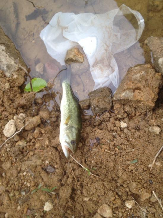 またバス釣り行って来たよ 釣りの話をしよう!_2097151