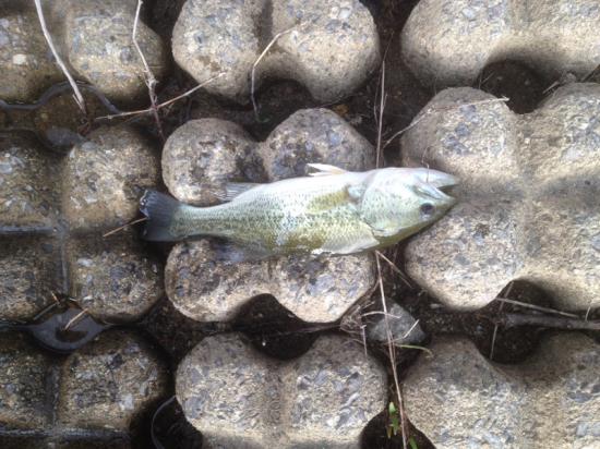 またバス釣り行って来たよ 釣りの話をしよう!_16777215