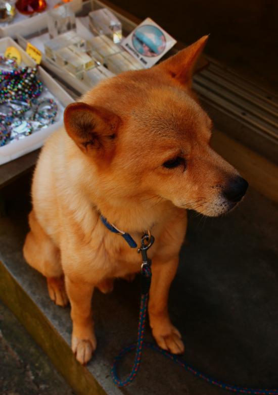 山梨に行ってきたから写真うpする_131071