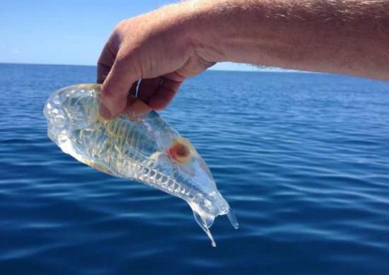 面白い生き物を紹介してく_524287