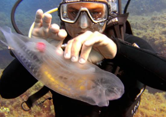 面白い生き物を紹介してく_1048575
