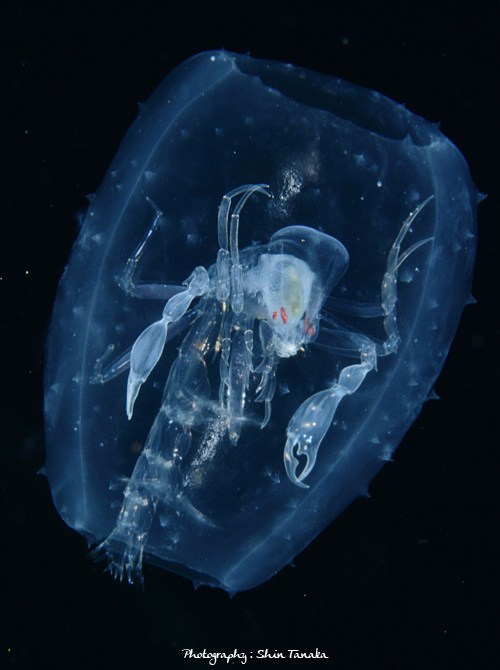 面白い生き物を紹介してく_2097151