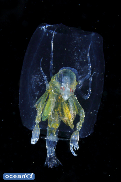 面白い生き物を紹介してく_4194303